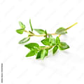 fresh thyme sprigs
