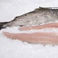 fresh trout fillets