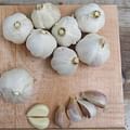 garlic cloves