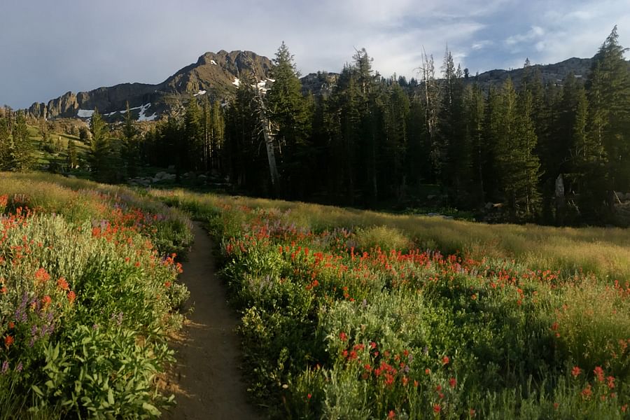 Wildflower Cafe Lake Tahoe