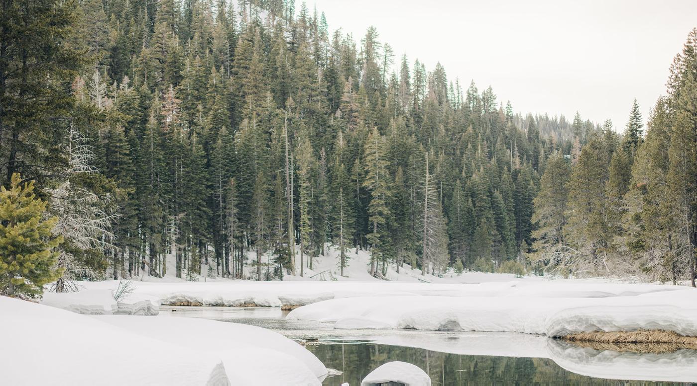 Lake Tahoe mid-elevation forest