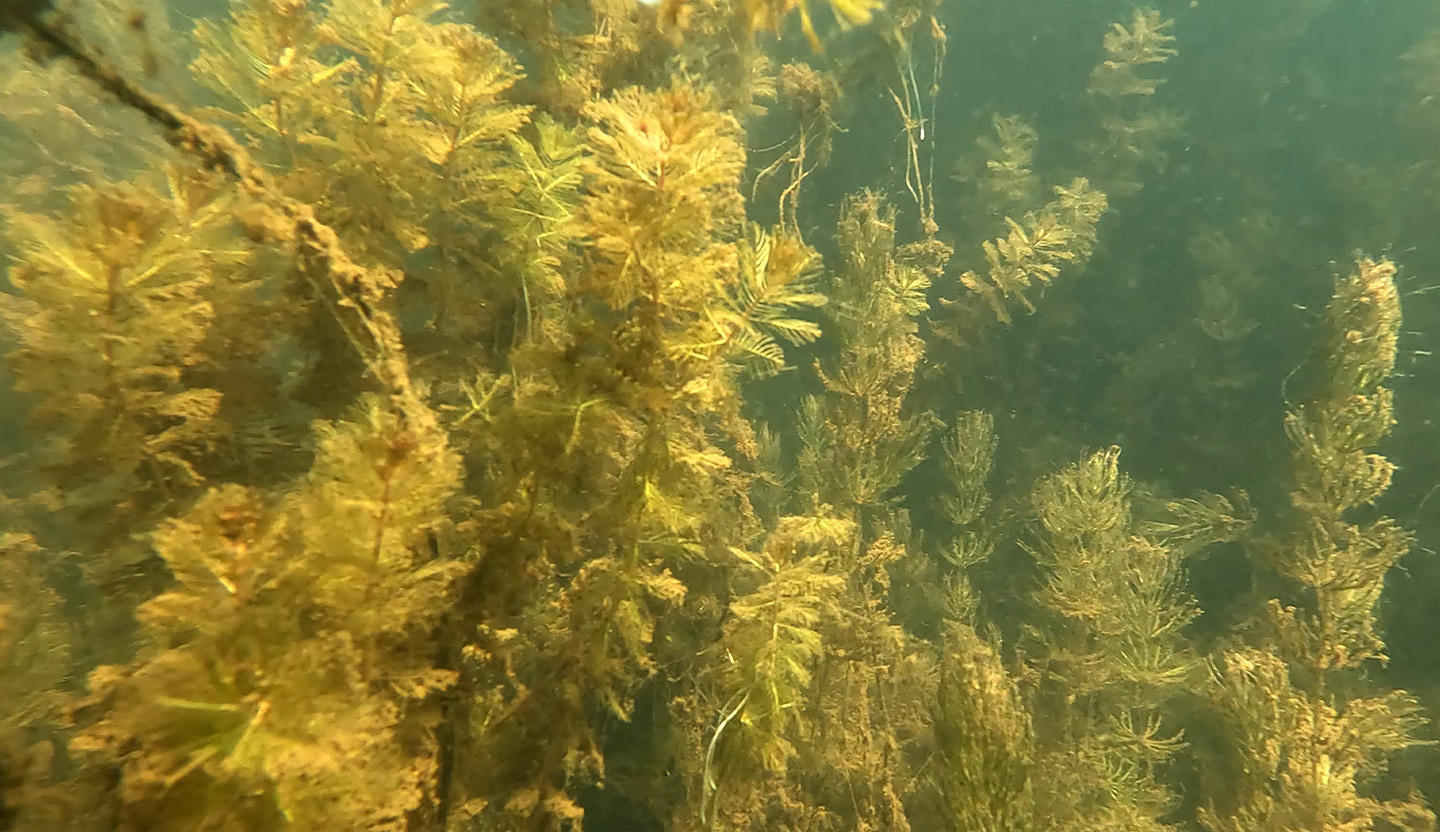 Invasive species in Lake Tahoe