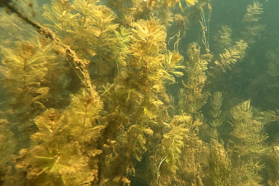 Invasive species in Lake Tahoe