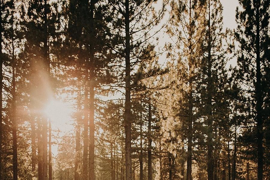 Enchanted Forest Clearing Lake Tahoe Wedding