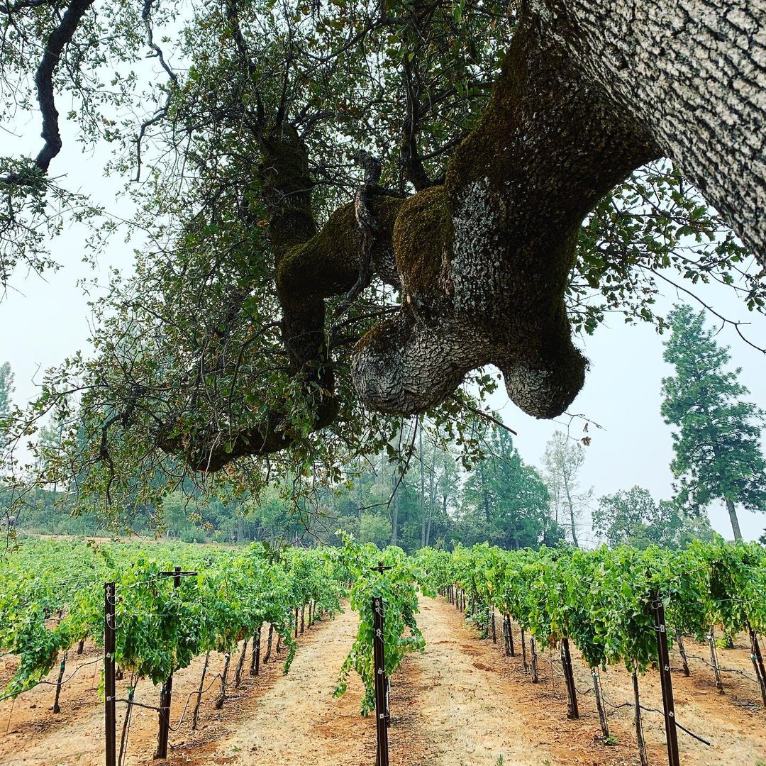 Mount Aukum Winery views