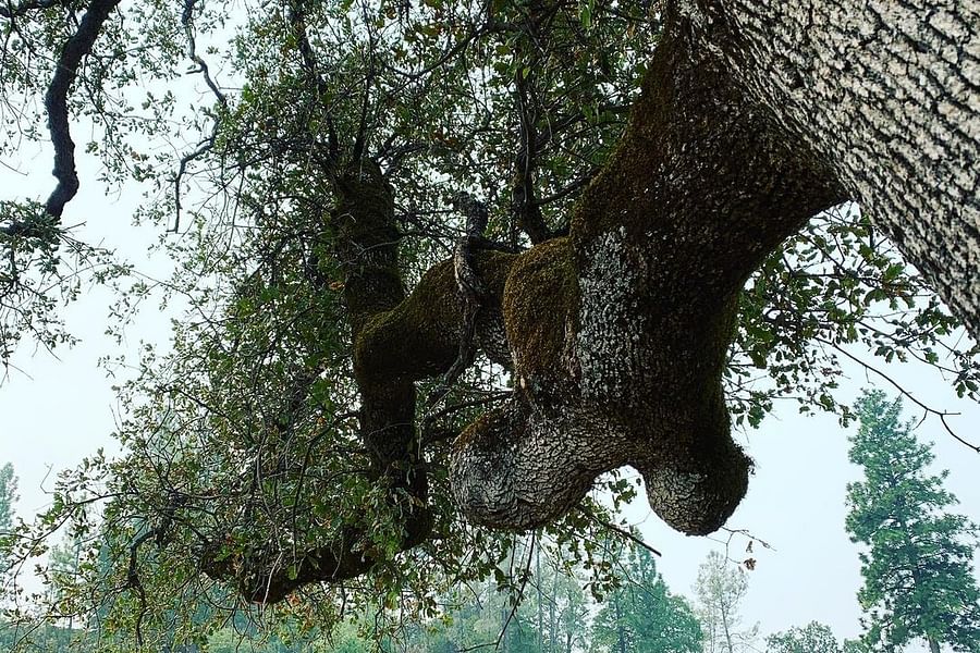 Mount Aukum Winery views