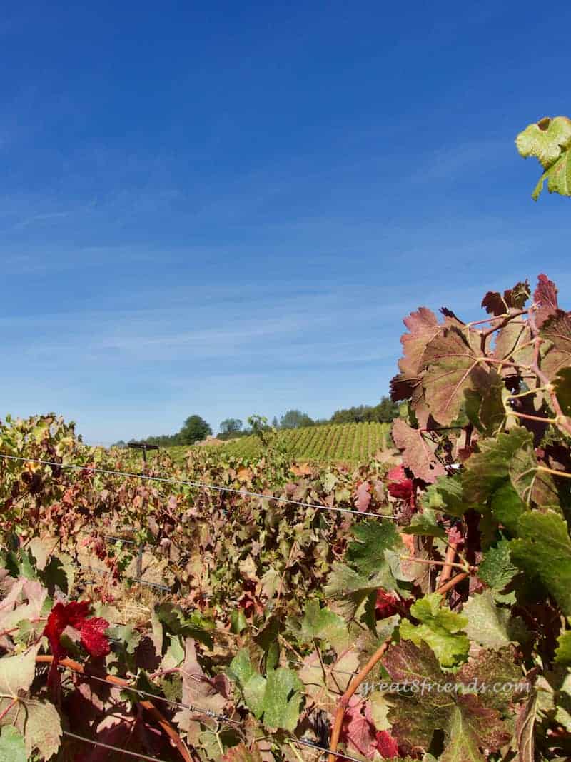 Skinner Vineyards Lake Tahoe