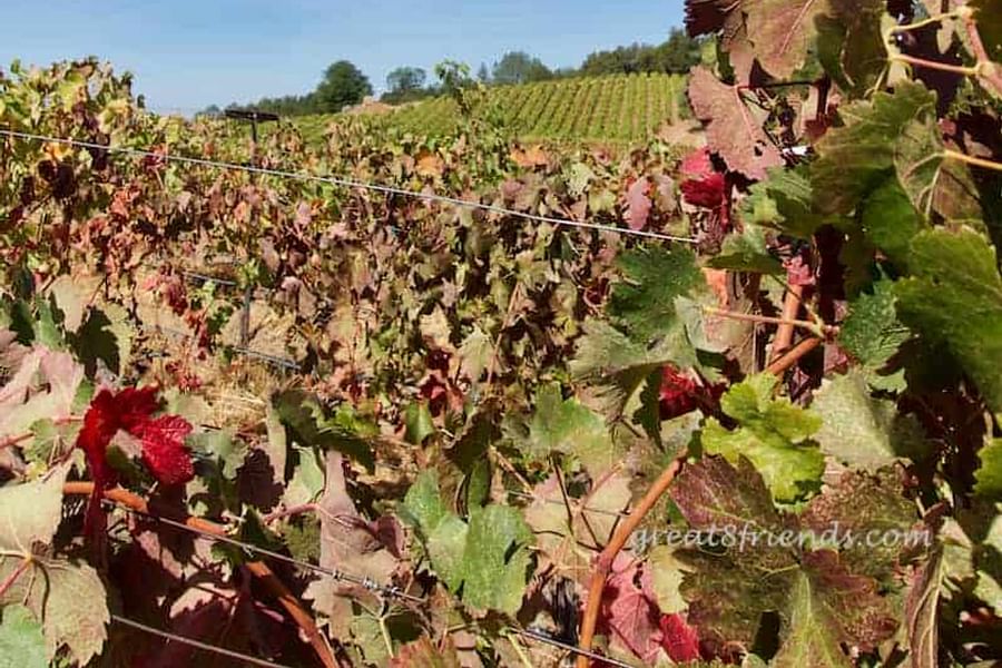 Skinner Vineyards Lake Tahoe