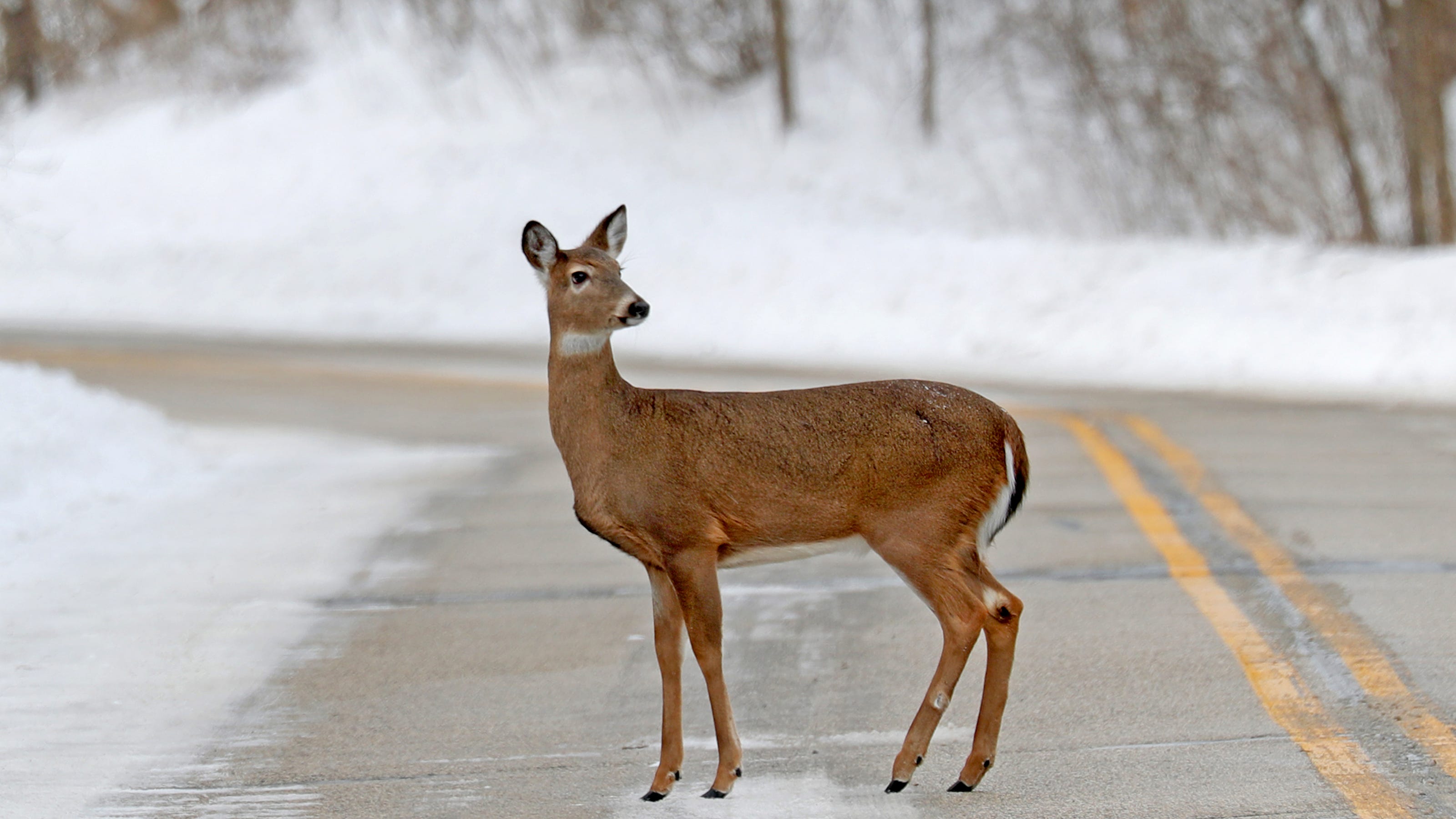 Deer crossing a snowy road in a winter landscape